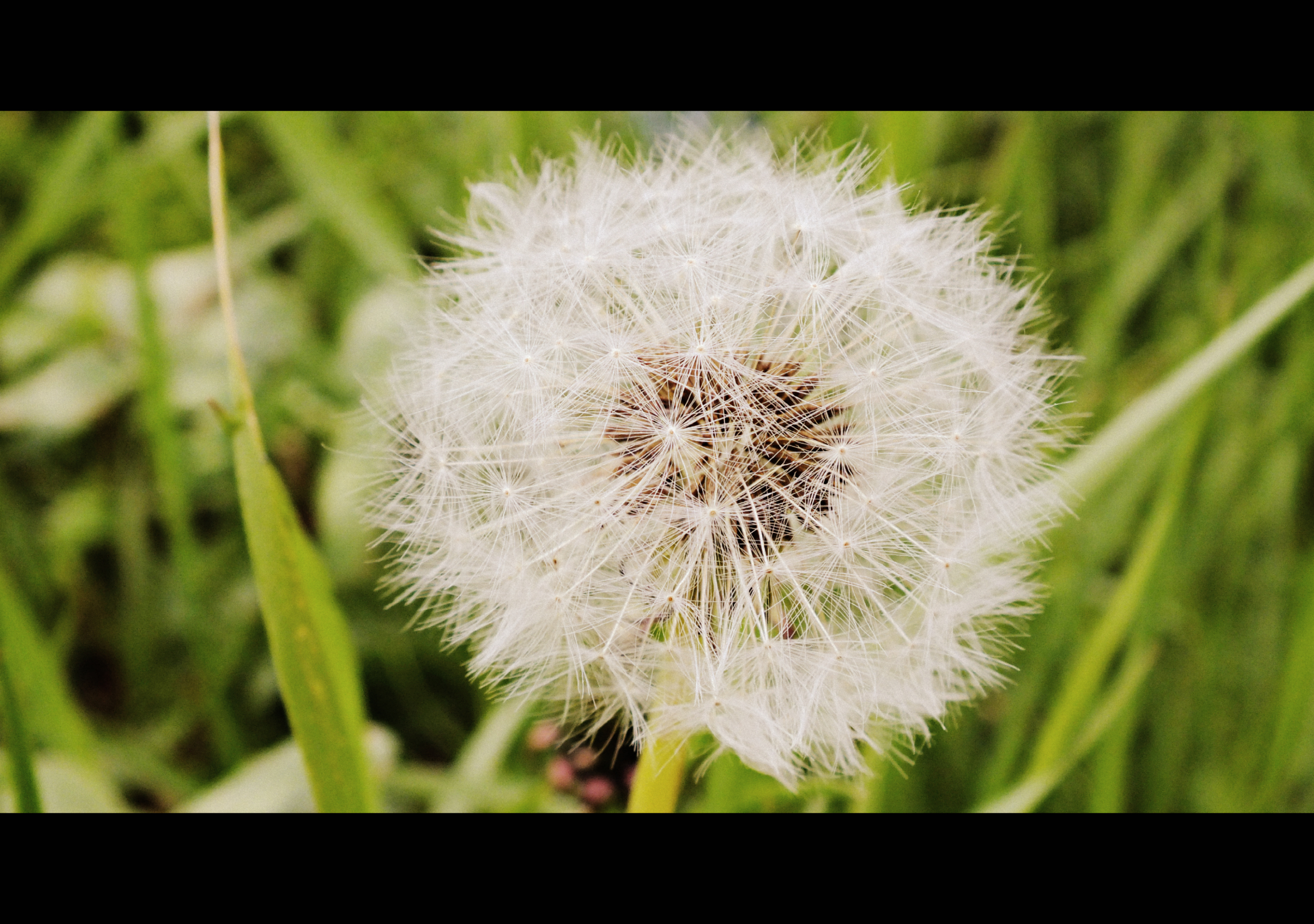 Fonds d'cran Nature Fleurs 