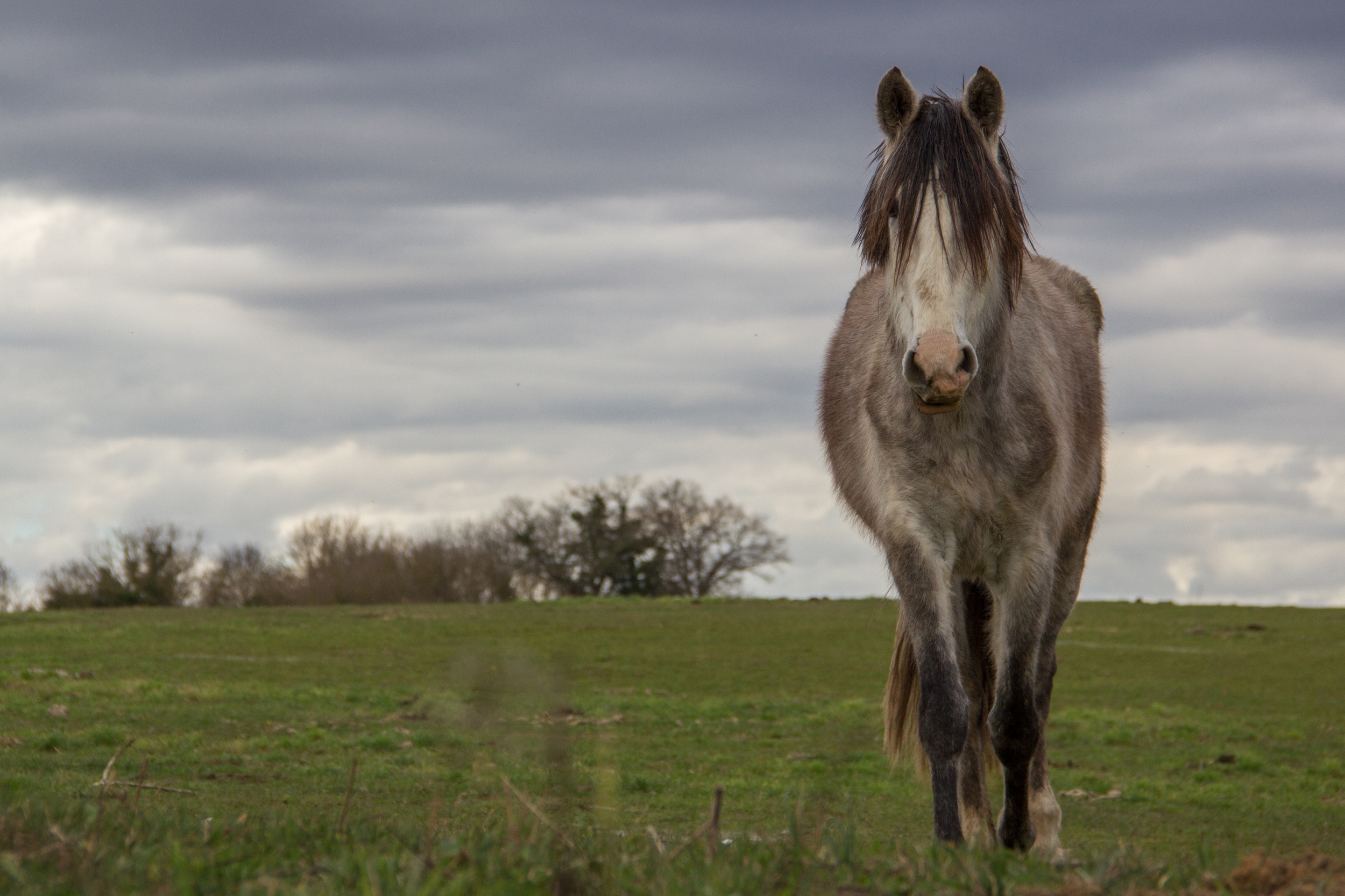 Fonds d'cran Animaux Chevaux 