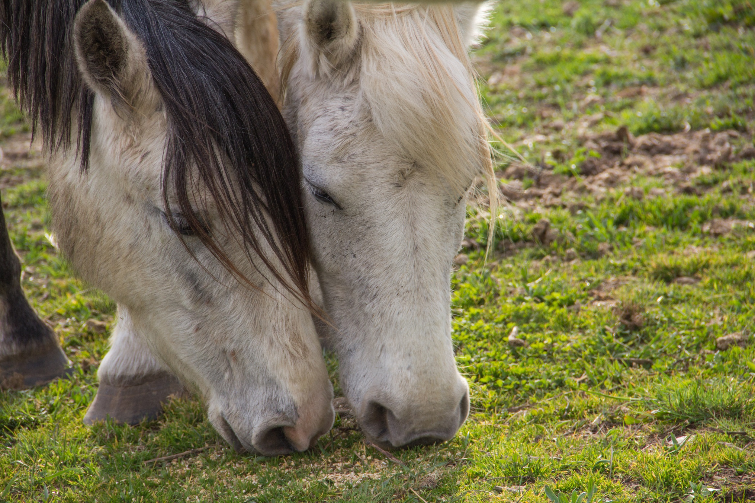 Fonds d'cran Animaux Chevaux 