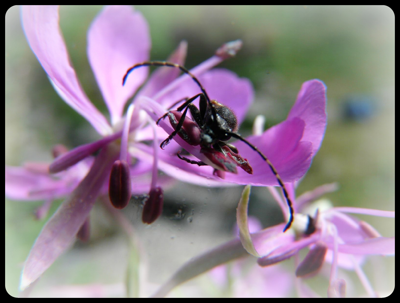 Fonds d'cran Animaux Insectes - Divers 