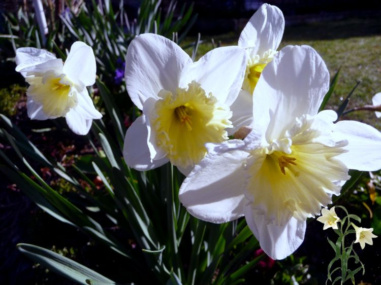 Fonds d'cran Nature Fleurs Printemps