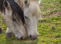  Animaux Image sans titre N336642