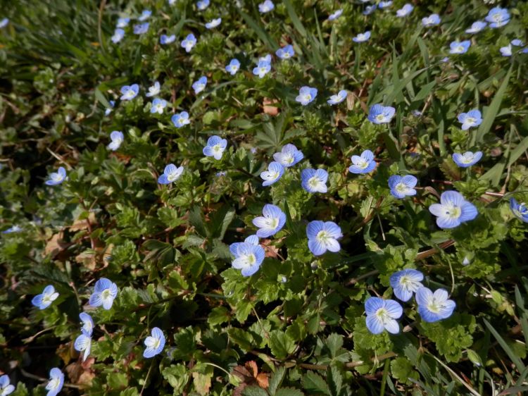 Fonds d'cran Nature Fleurs blue flowers (veronica persica)