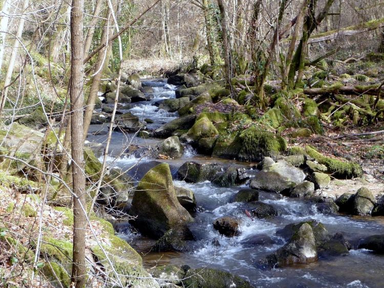 Fonds d'cran Nature Fleuves - Rivires - Torrents Petite rivire