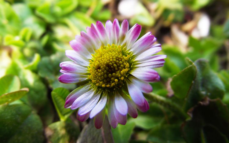 Fonds d'cran Nature Fleurs Paquerette