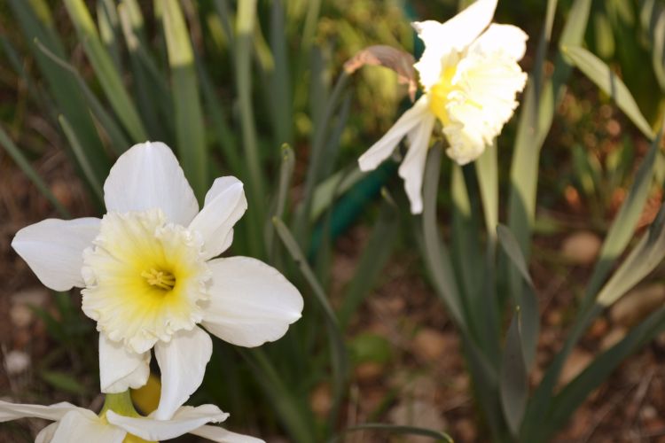 Fonds d'cran Nature Fleurs Le retour du Printemps!