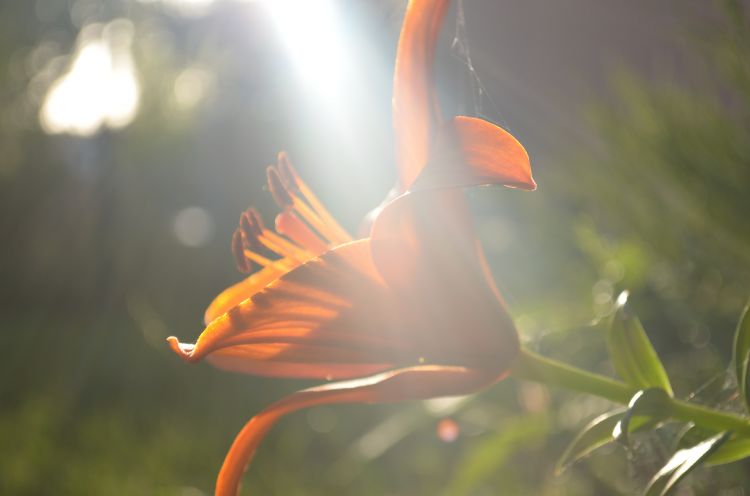 Wallpapers Nature Flowers Lys sous le soleil