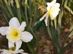  Nature Le retour du Printemps!