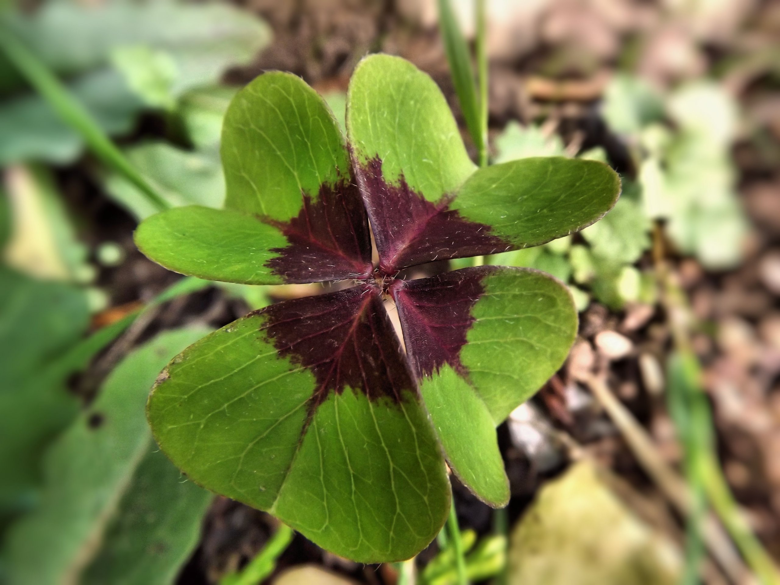 Fonds d'cran Nature Herbes 