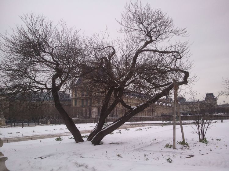 Wallpapers Nature Parks - Gardens Le Jardin des Tuileries