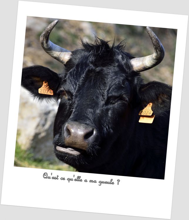 Fonds d'cran Animaux Vaches - Taureaux - Boeufs Vache