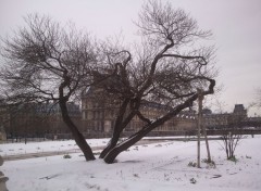  Nature Le Jardin des Tuileries