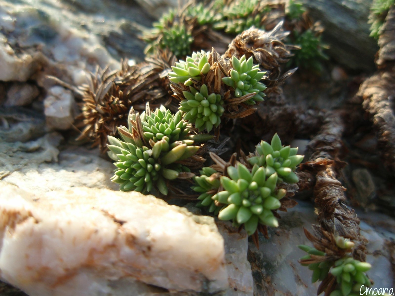 Wallpapers Nature Cactus 