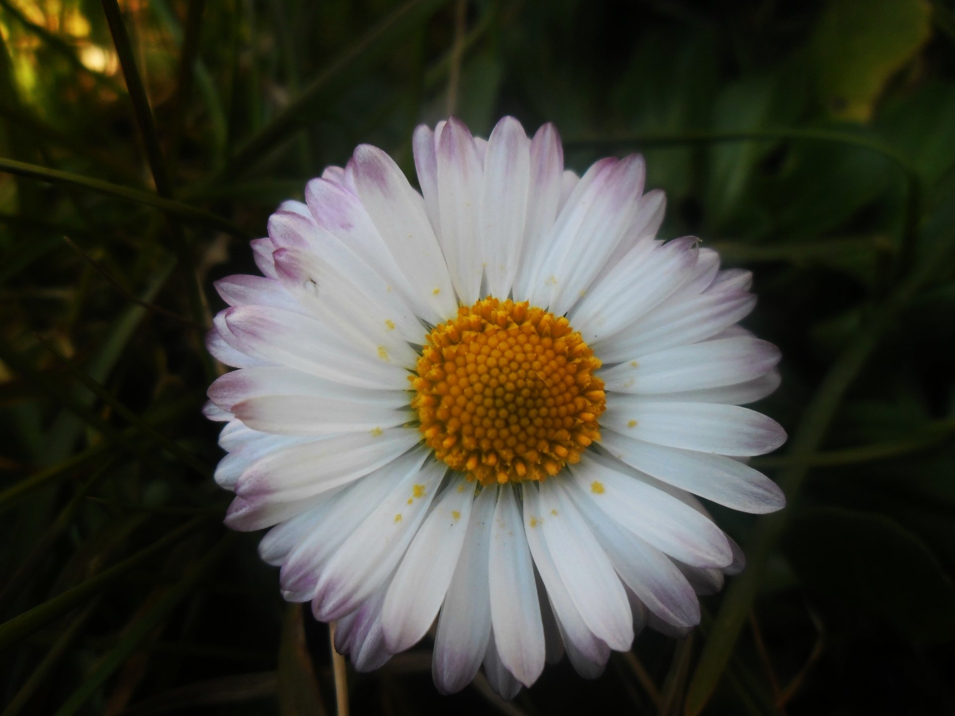 Fonds d'cran Nature Fleurs 