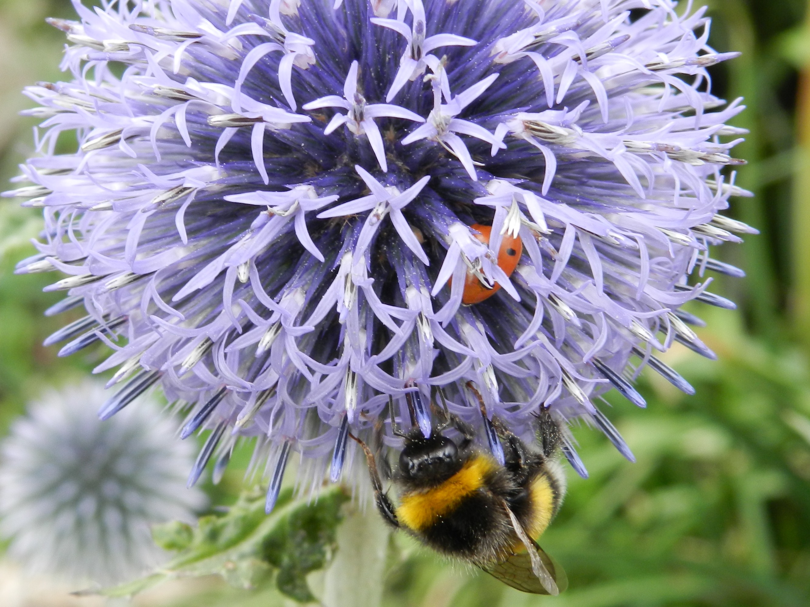 Fonds d'cran Animaux Insectes - Abeilles Gupes ... 