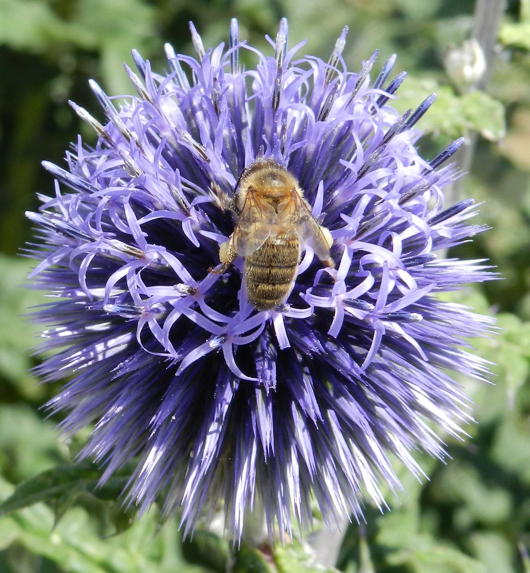 Fonds d'cran Animaux Insectes - Abeilles Gupes ... 