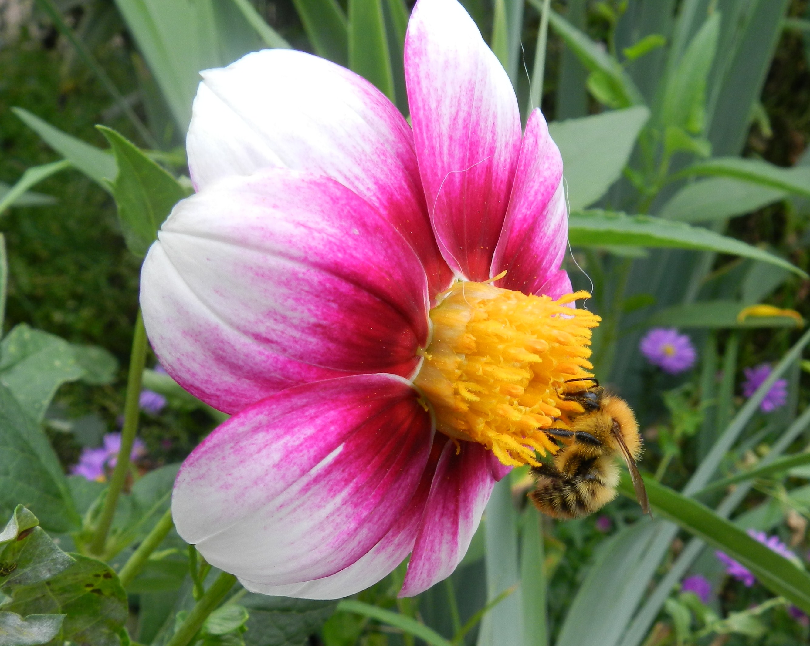 Fonds d'cran Animaux Insectes - Abeilles Gupes ... 