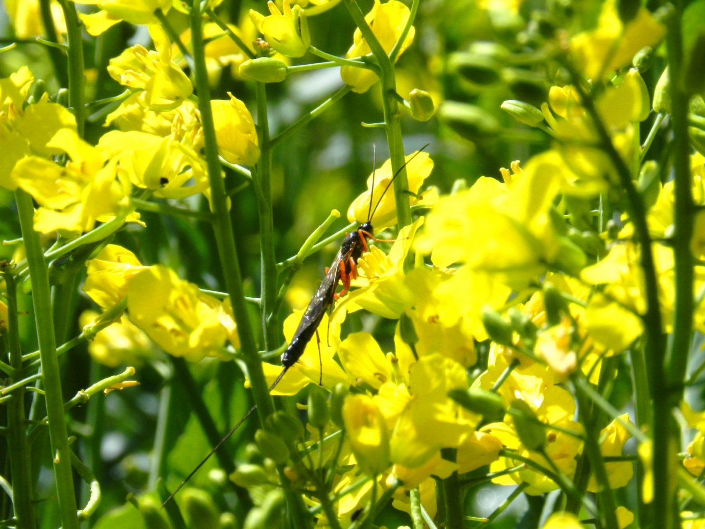 Fonds d'cran Animaux Insectes - Divers 