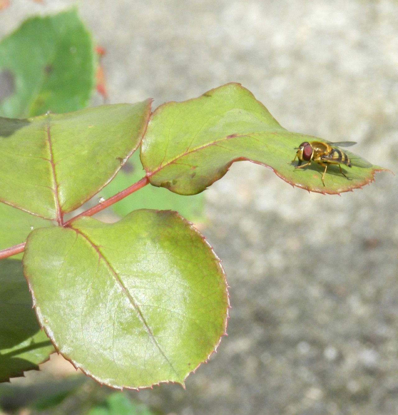 Wallpapers Animals Insectes - Hoverflies 