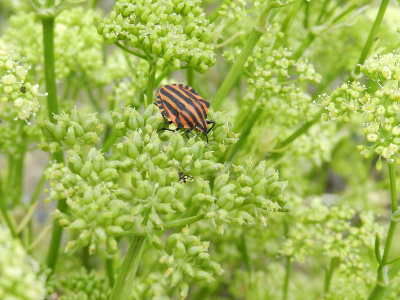 Fonds d'cran Animaux Insectes - Punaises 