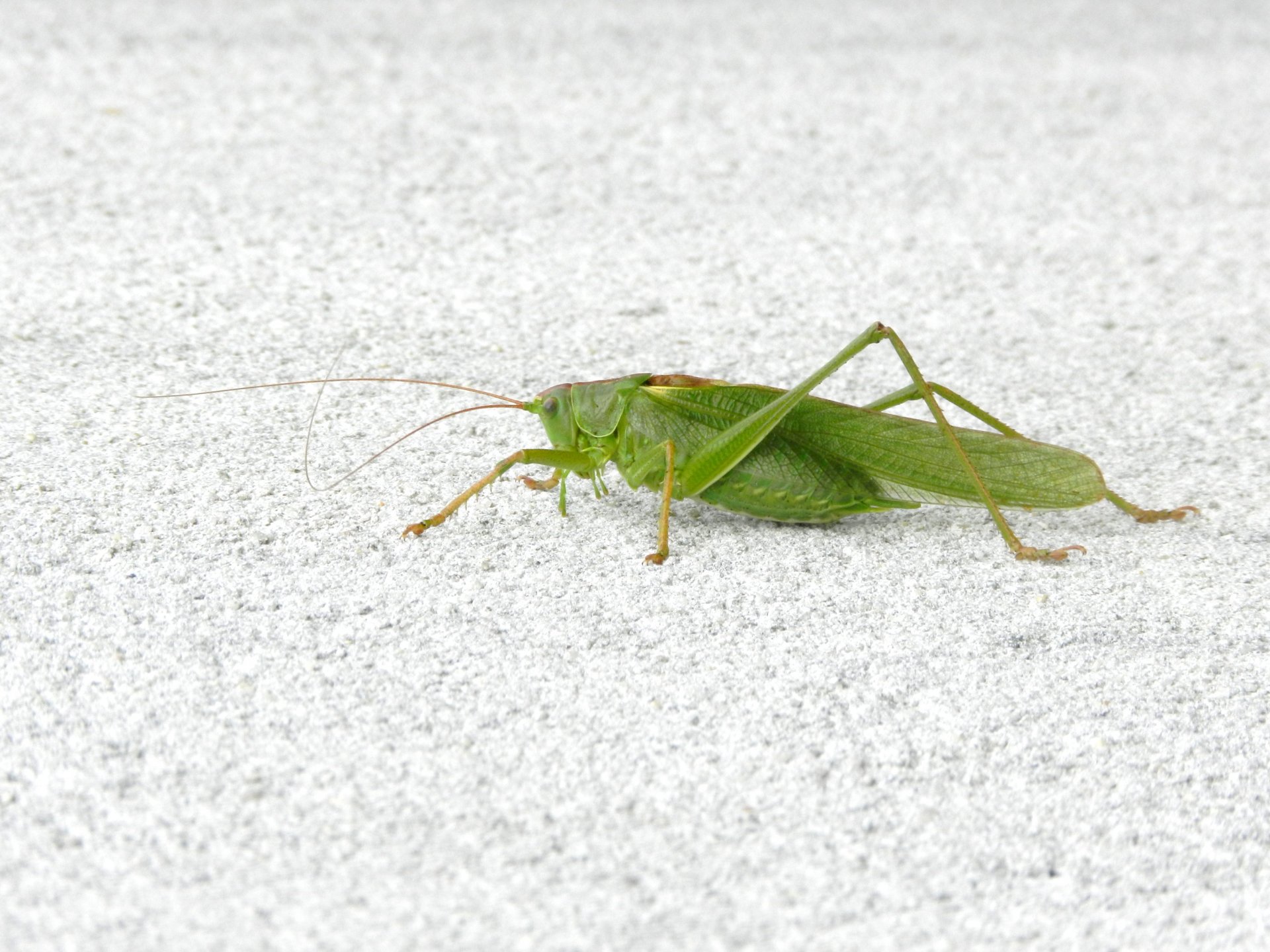 Wallpapers Animals Insects - Grasshoppers and Locusts 