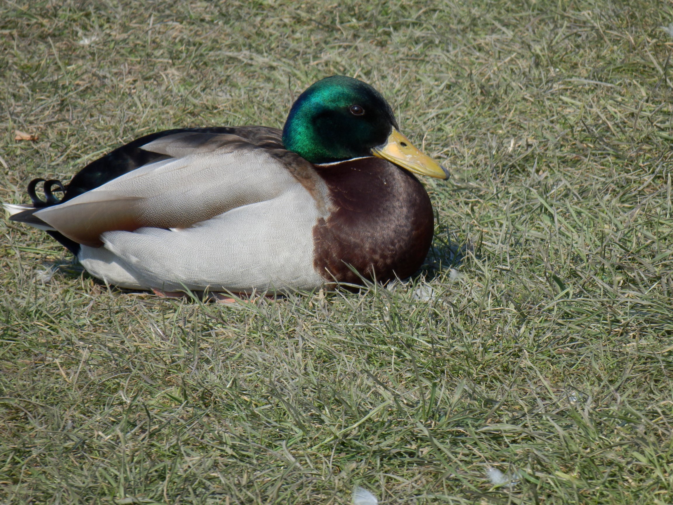 Fonds d'cran Animaux Oiseaux - Canards 