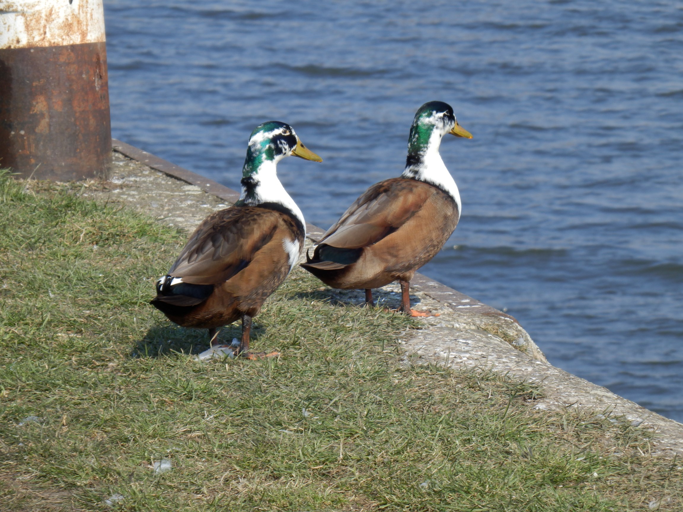 Wallpapers Animals Birds - Ducks 