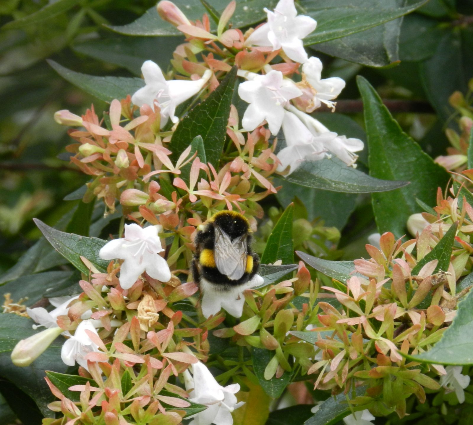 Fonds d'cran Nature Fleurs 