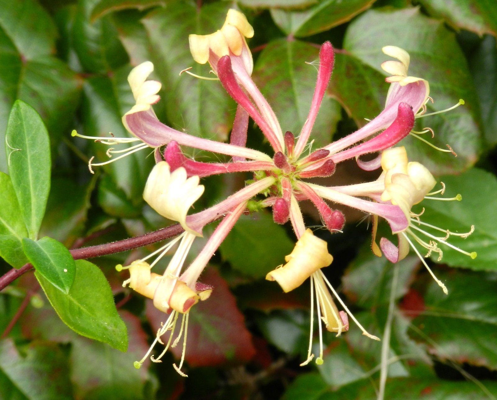 Fonds d'cran Nature Fleurs 