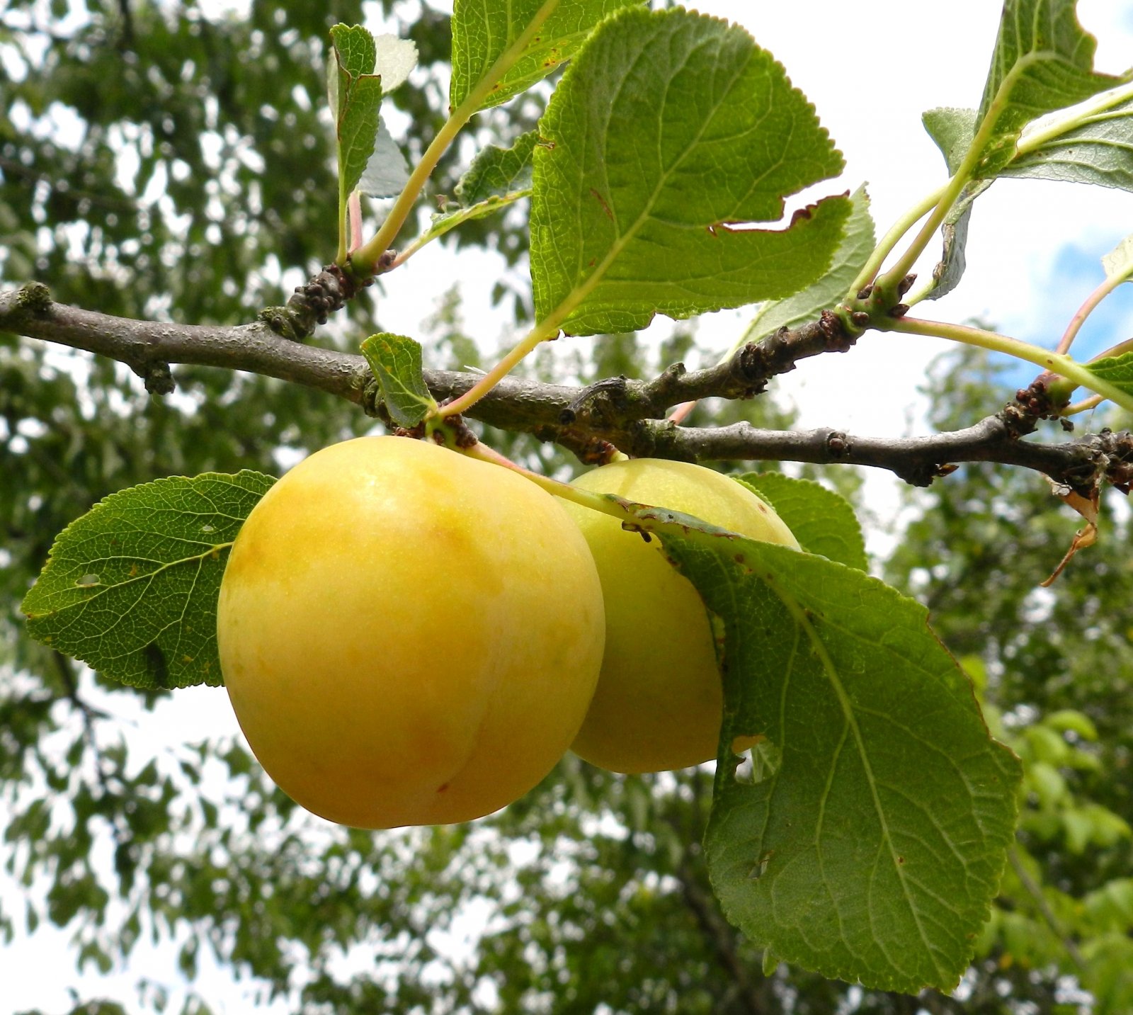 Fonds d'cran Nature Fruits 