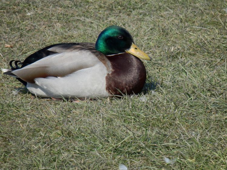 Fonds d'cran Animaux Oiseaux - Canards Wallpaper N337103