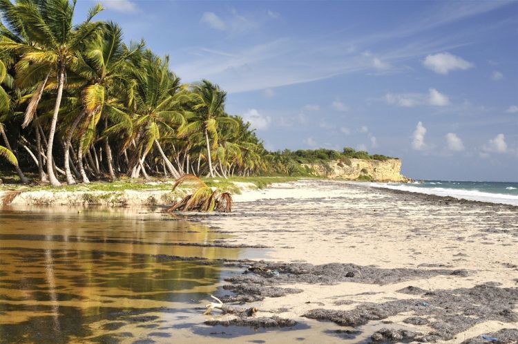 Fonds d'cran Nature Mers - Ocans - Plages Martinique le Vauclin plage du grand Macabou