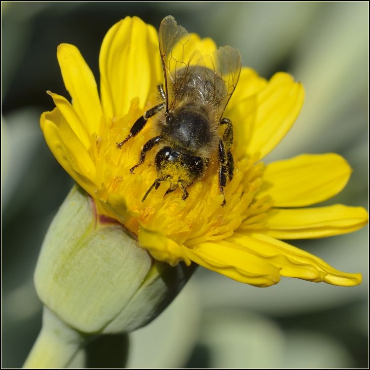 Fonds d'cran Animaux Insectes - Abeilles Gupes ... Elles sont de retour nos butineuses...