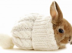  Animals Lapin Mignon