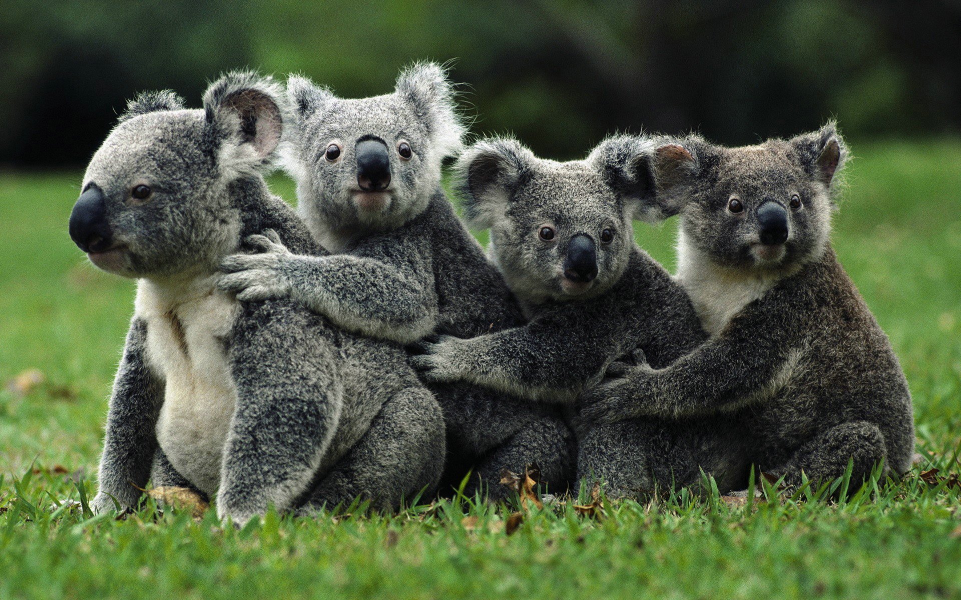 Fonds d'cran Animaux Koalas Koala