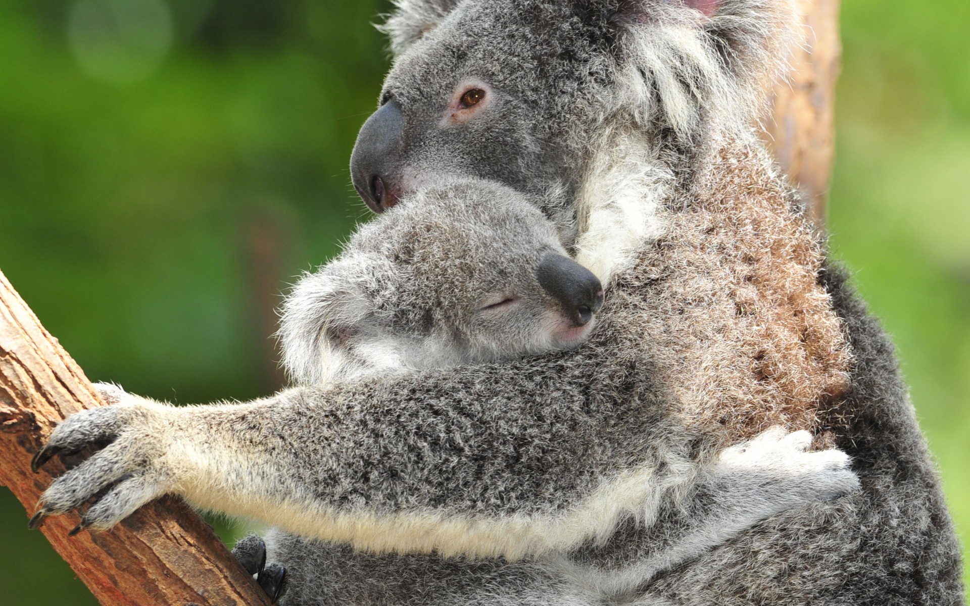 Wallpapers Animals Koalas Koala