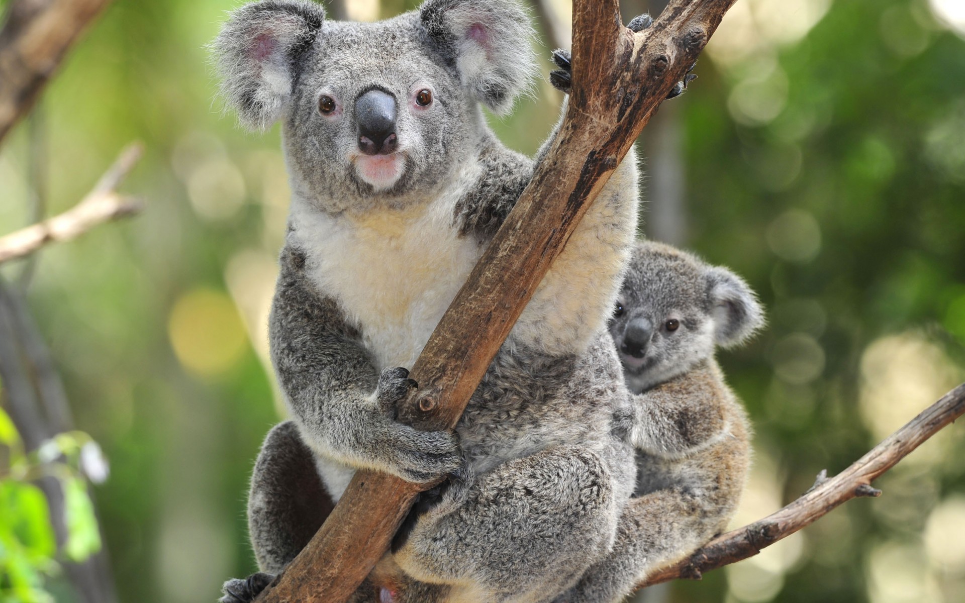 Fonds d'cran Animaux Koalas Koala