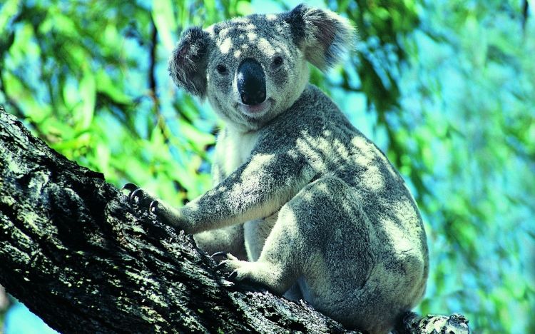 Fonds d'cran Animaux Koalas Koala