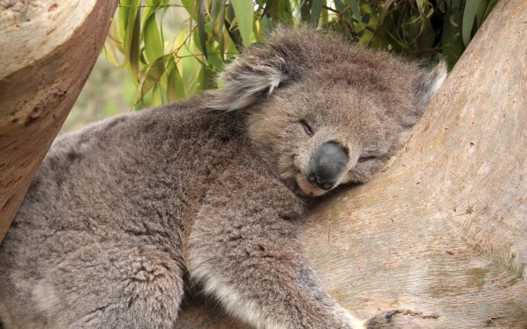 Fonds d'cran Animaux Koalas Koala