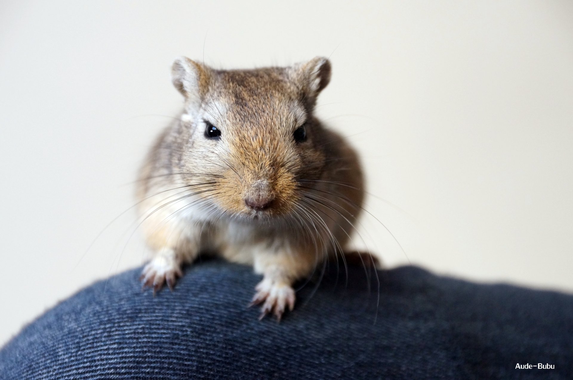 Fonds d'cran Animaux Rongeurs - Divers Gerbilles