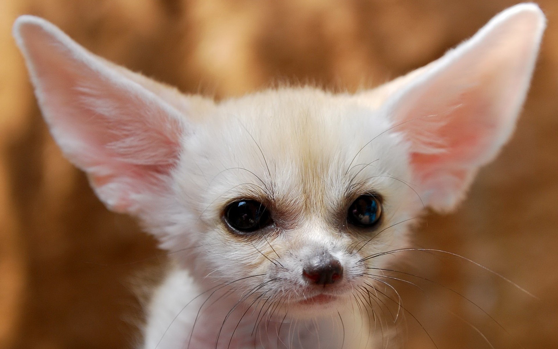 Wallpapers Animals Fennec 