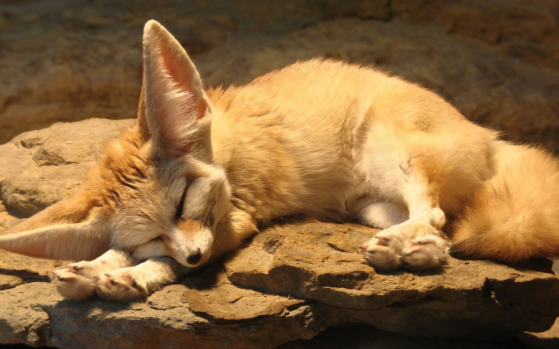 Wallpapers Animals Fennec 