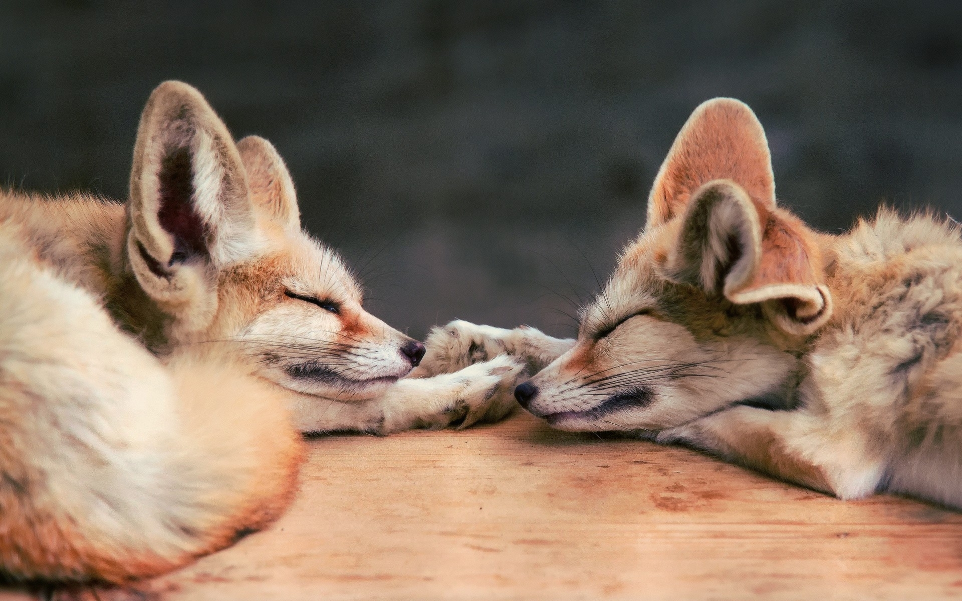 Wallpapers Animals Fennec 