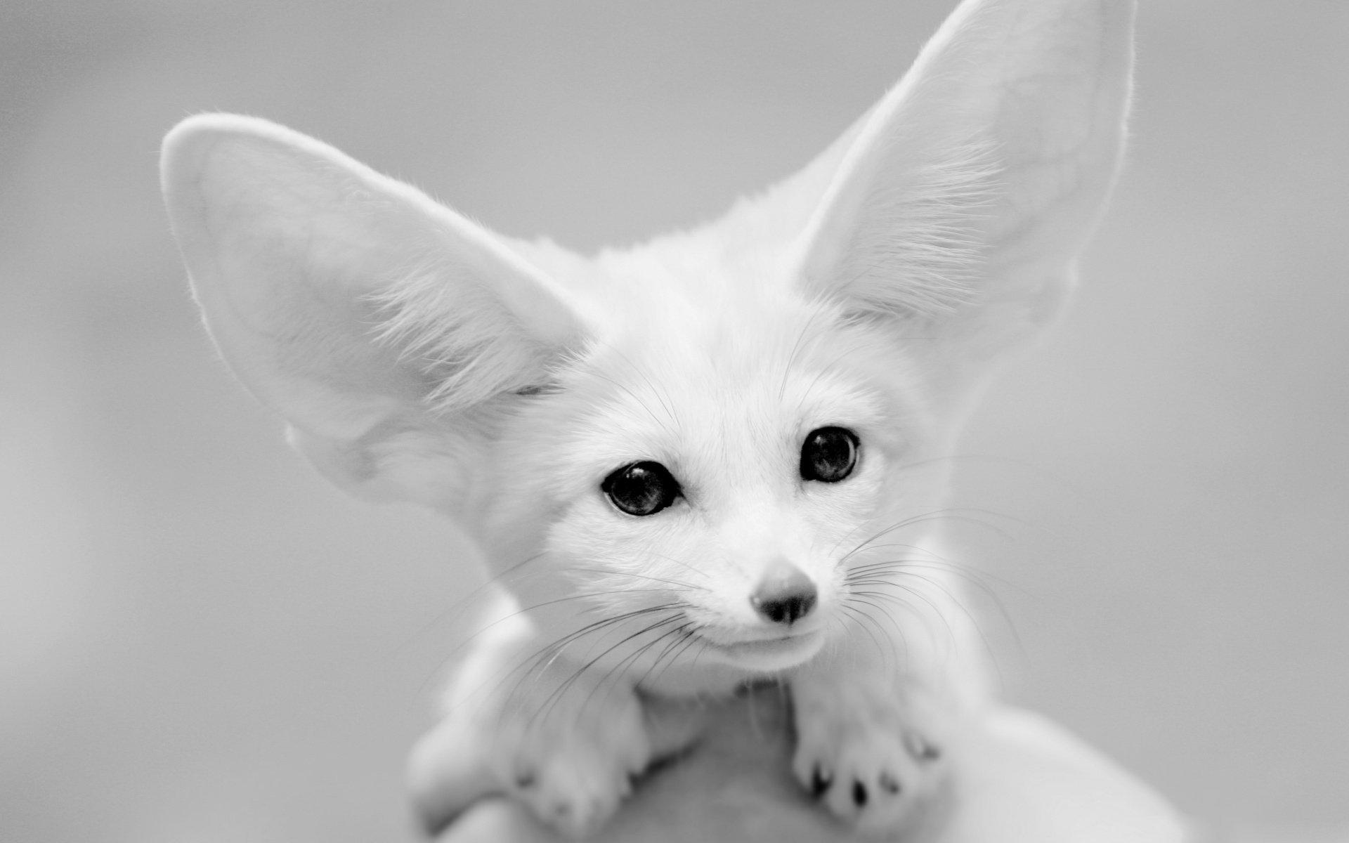 Wallpapers Animals Fennec 