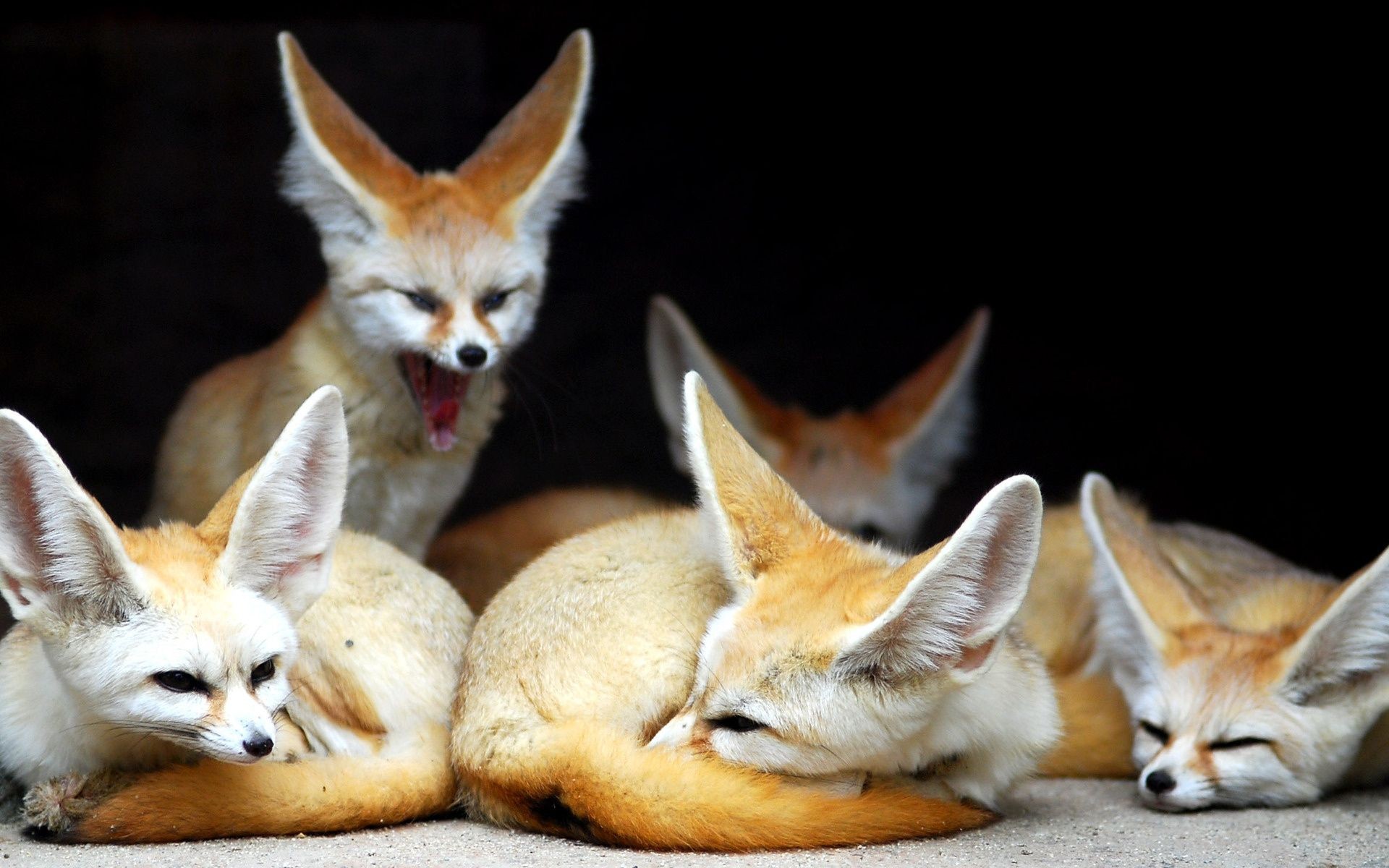 Fonds d'cran Animaux Fennec 