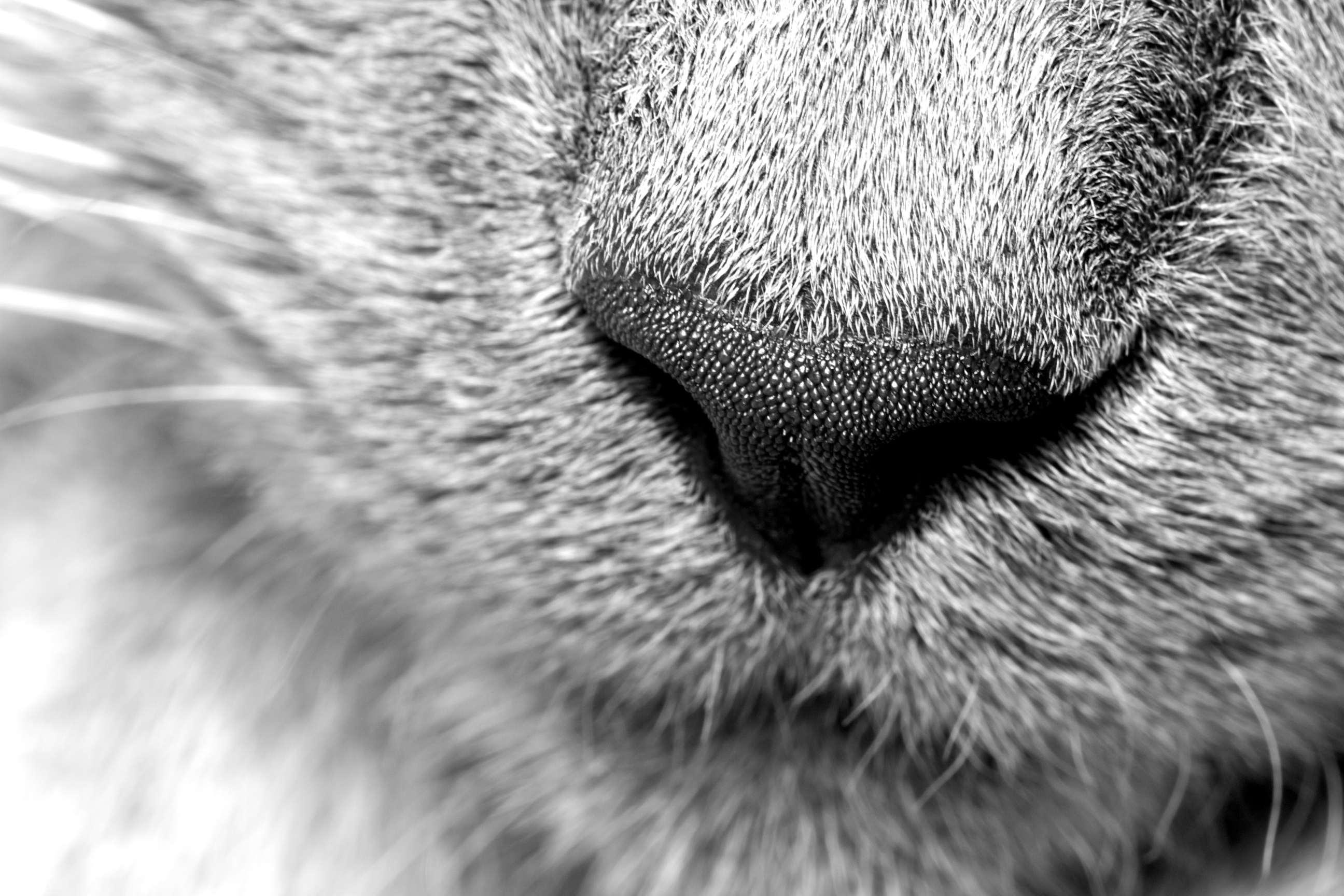 Wallpapers Animals Cats - Kittens La truffe du chat