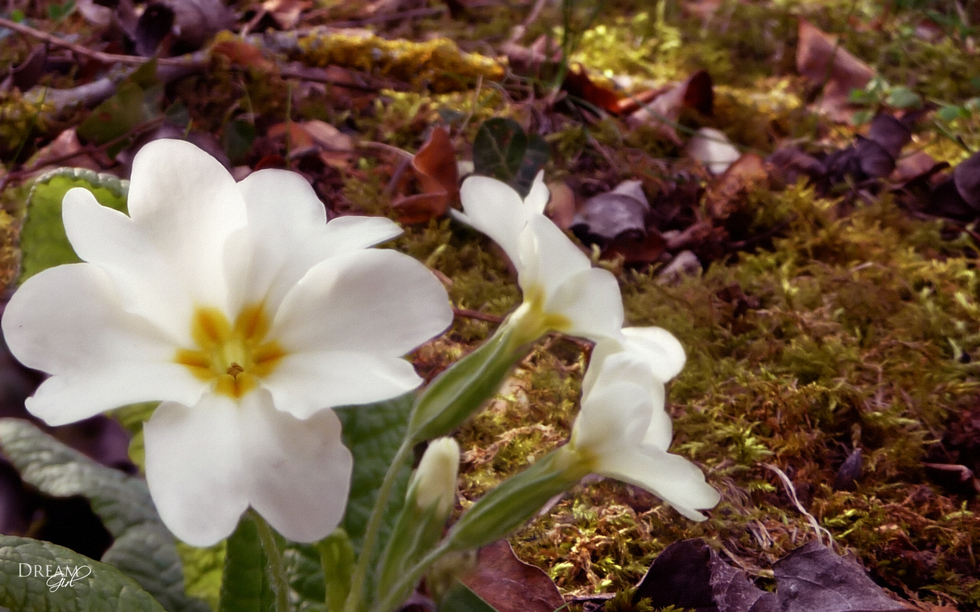 Fonds d'cran Nature Fleurs 