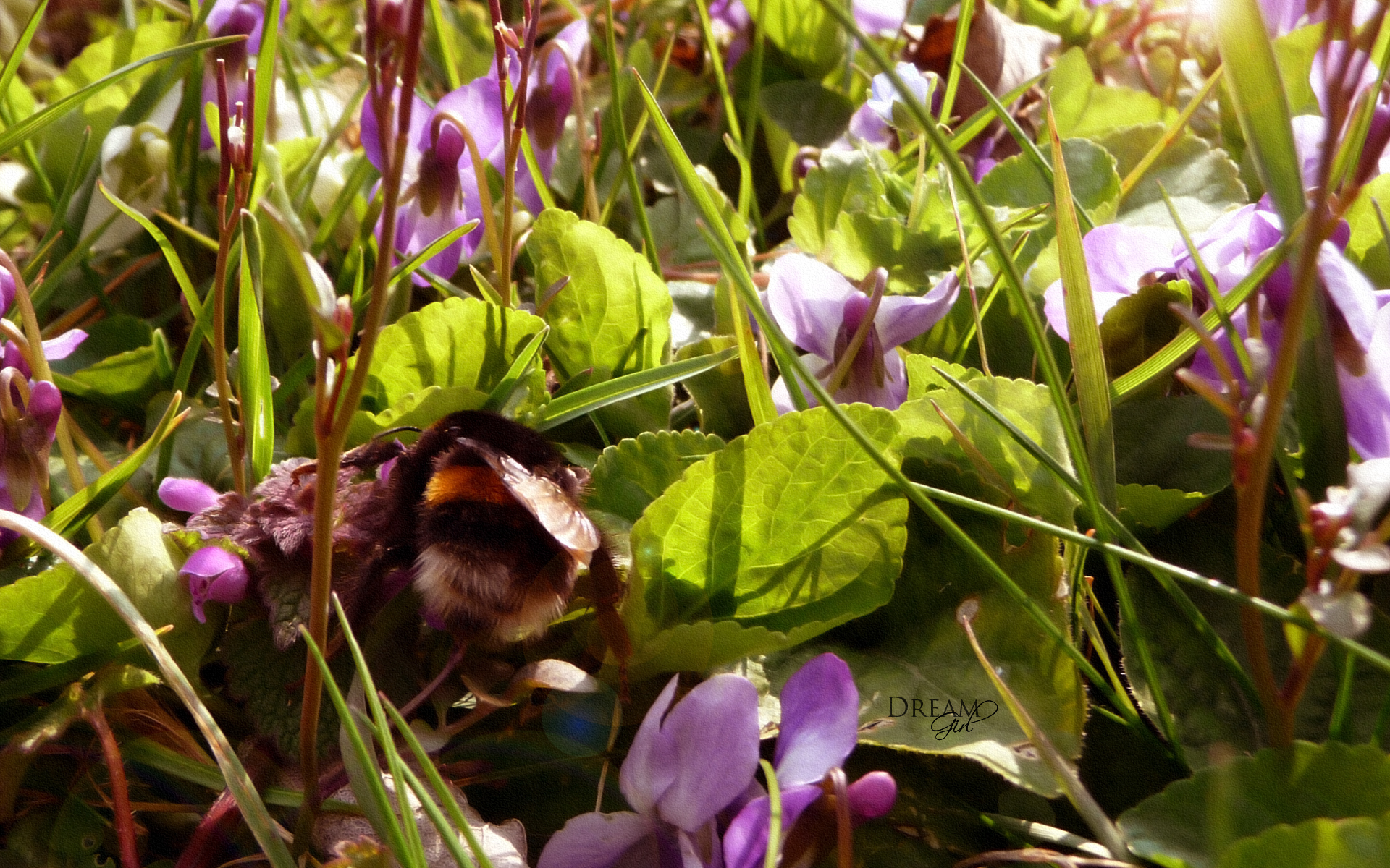 Wallpapers Nature Flowers 