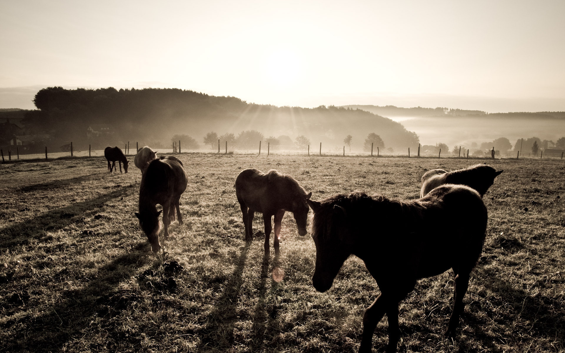 Fonds d'cran Animaux Chevaux 