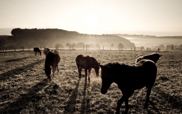 Fonds d'cran Animaux Chevaux Wallpaper N337767